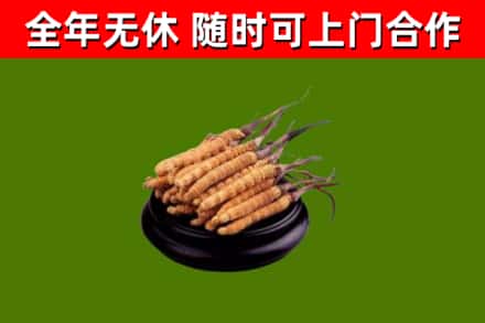 深泽烟酒回收冬虫夏草.jpg