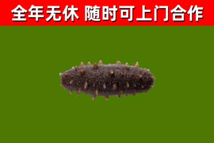深泽烟酒回收干海参.jpg